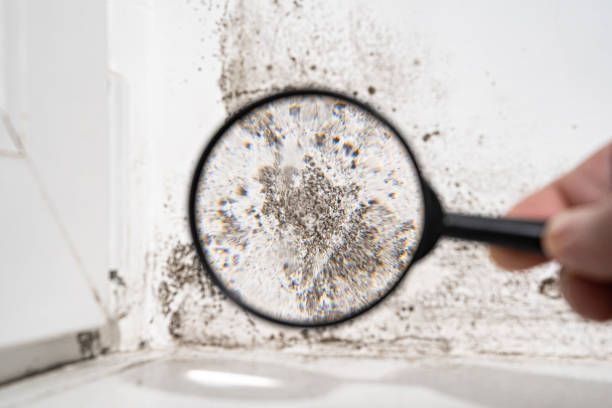 Professional Mold Inspection, Removal & Remediation in Essex, MD